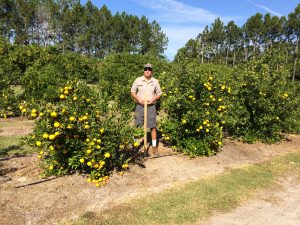 Technician Mark Gal assists with the seedless mandarin trial at the University of Florida teaching grove in Gainesville.