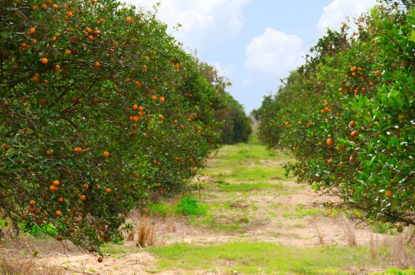Florida Citrus Areas Showing Effects of Dryness Citrus Industry Magazine