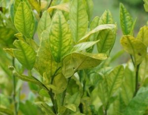 citrus greening