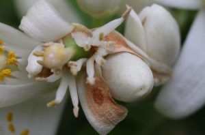 postbloom fruit drop