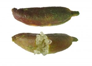 finger lime
