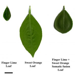 finger lime