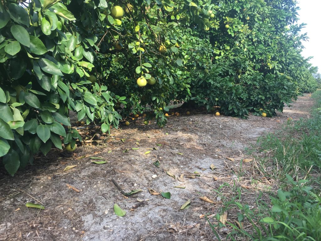 Soil Improvement with Organic Mulch Citrus Industry Magazine