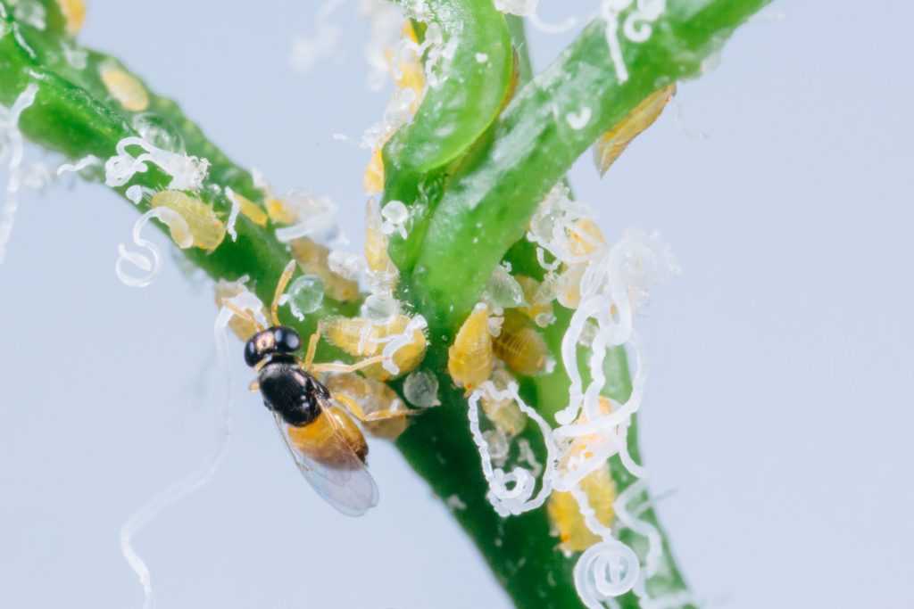 psyllids
