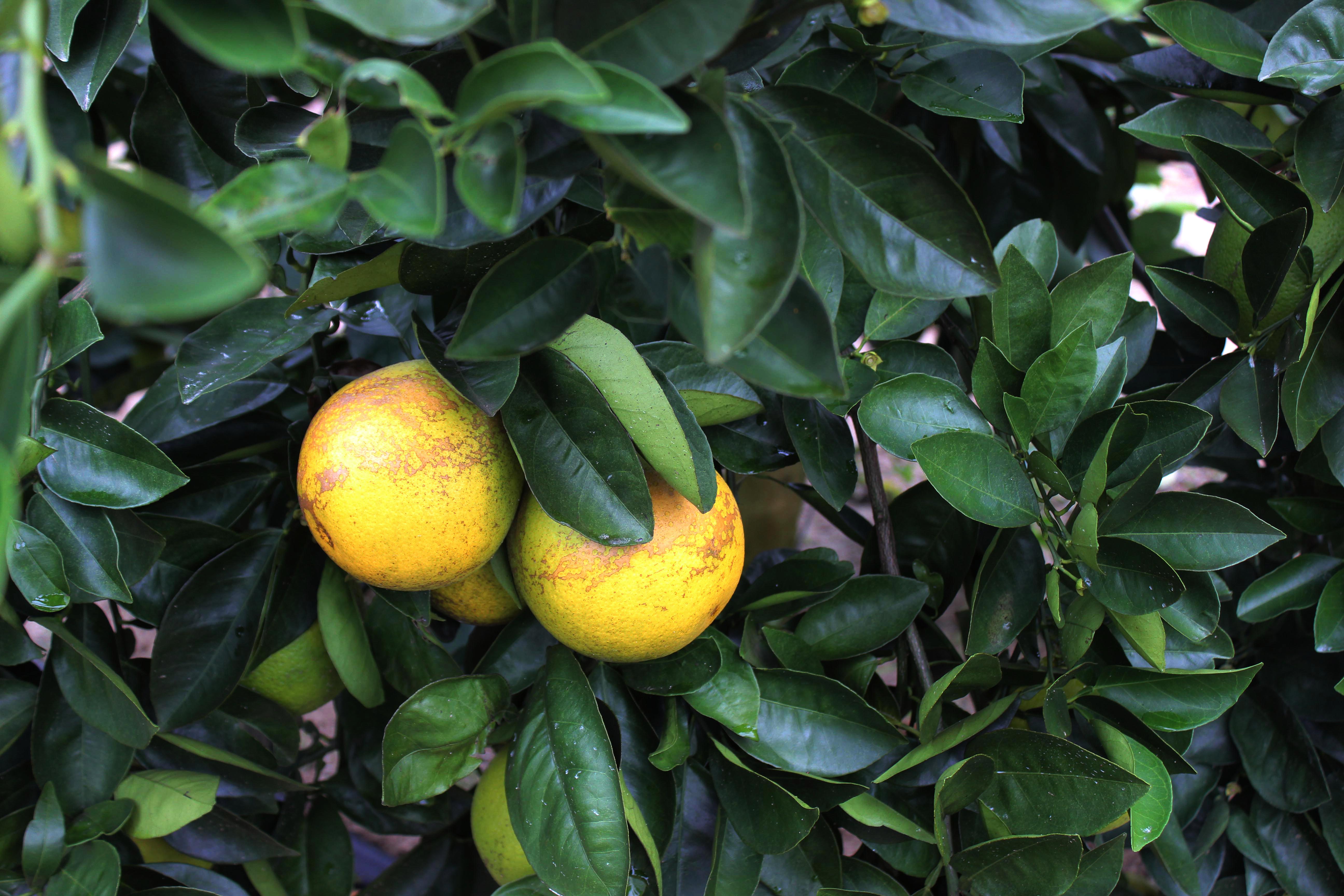 citrus greening