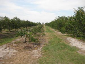 HLB Trees