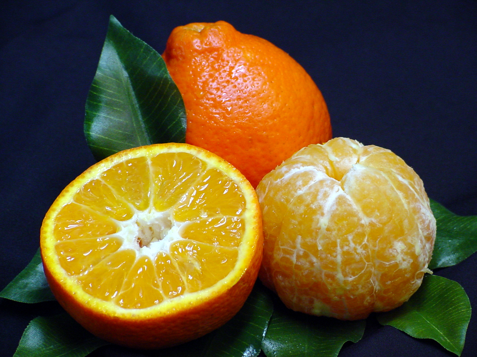 uf-developed-mandarin-shows-increased-hlb-tolerance-citrus-industry