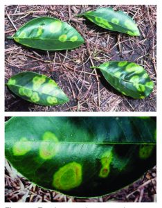 citrus leprosis
