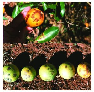 citrus leprosis