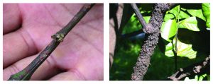 citrus leprosis