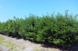 rootstocks