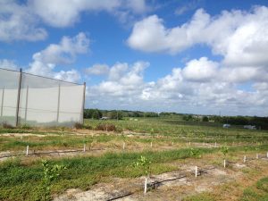 rootstock