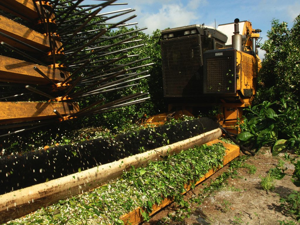 Machanical orange harvester in a private grove near Immokalee. Citrus