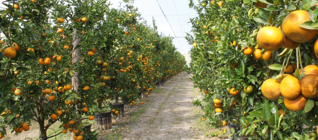 Update On Citrus Undercover Production Systems Research Citrus Industry Magazine