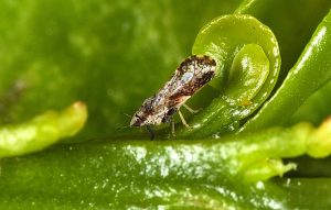 citrus greening