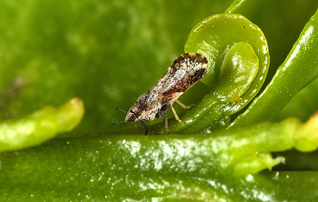 psyllids