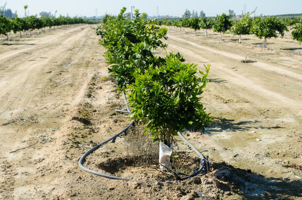 Modern Irrigation Methods Save California's Resources Citrus Industry