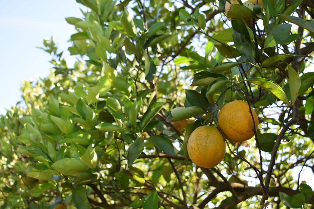 Valencia Oranges Hit by Heavy Fruit Drop Citrus Industry Magazine