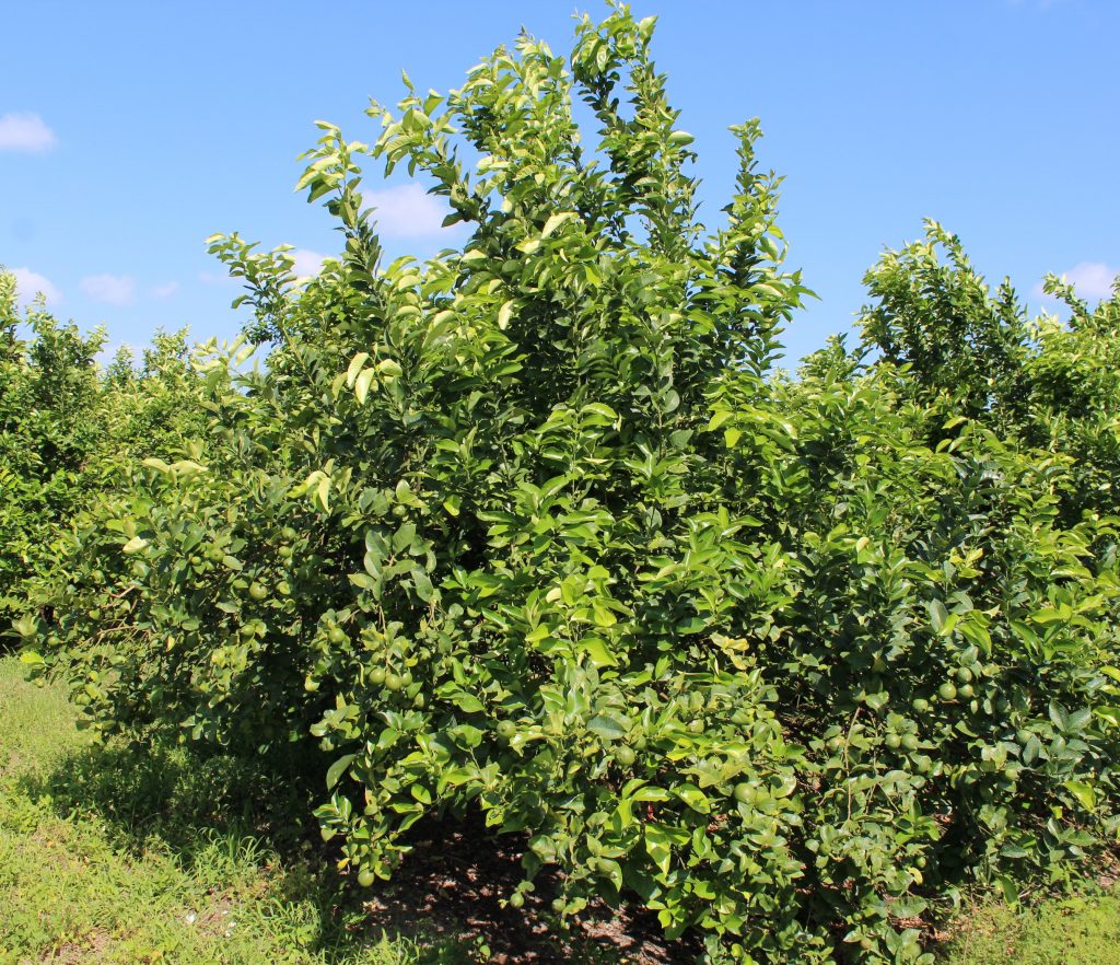 Lemons in Florida Something New Under the Sun? Citrus Industry Magazine