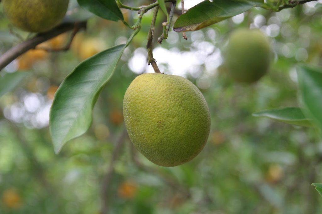 citrus greening