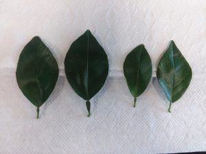 HLB