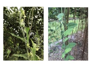 vine weeds