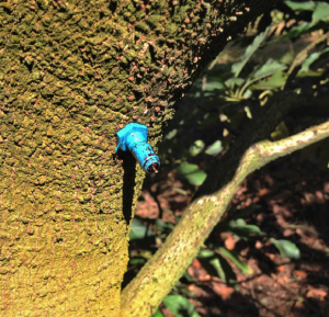 <strong>Figure 3. </strong>An injection port for infusion of fungicides to combat laurel wilt in avocado (Jeff Wasielewski, UF/IFAS)