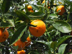citrus greening