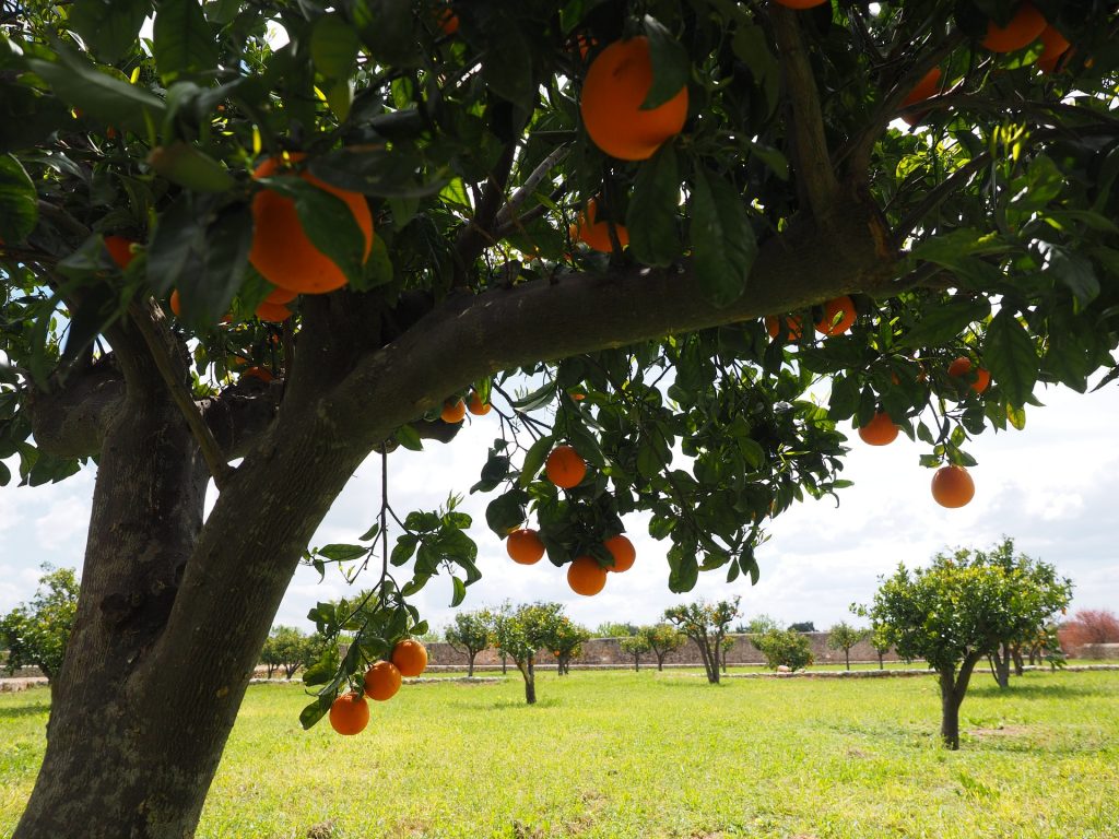 citrus