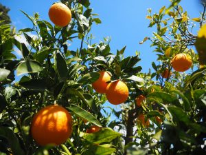 crop forecast