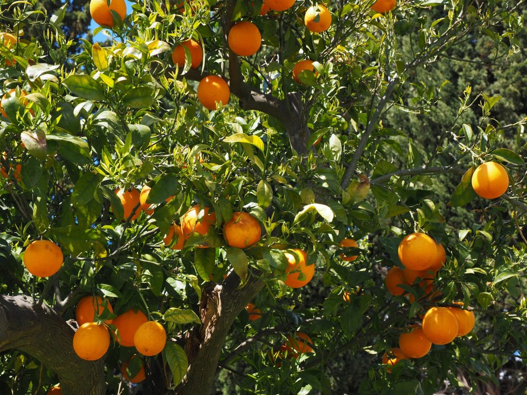 orange