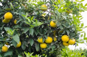 Grapefruit on the tree, near Navelencia, California