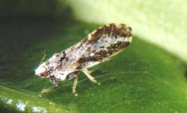 psyllid