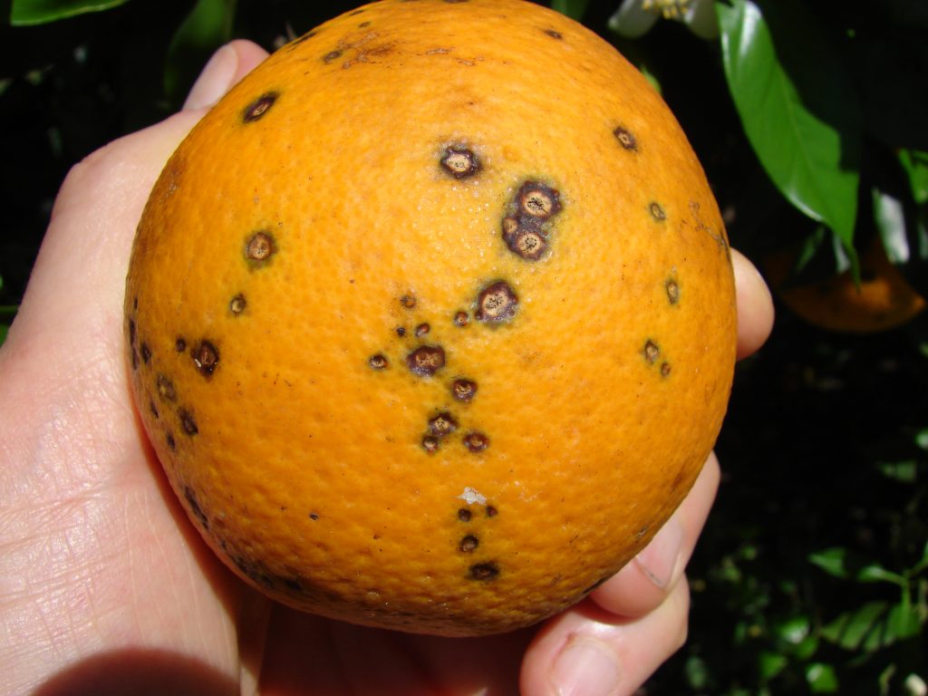 citrus black spot