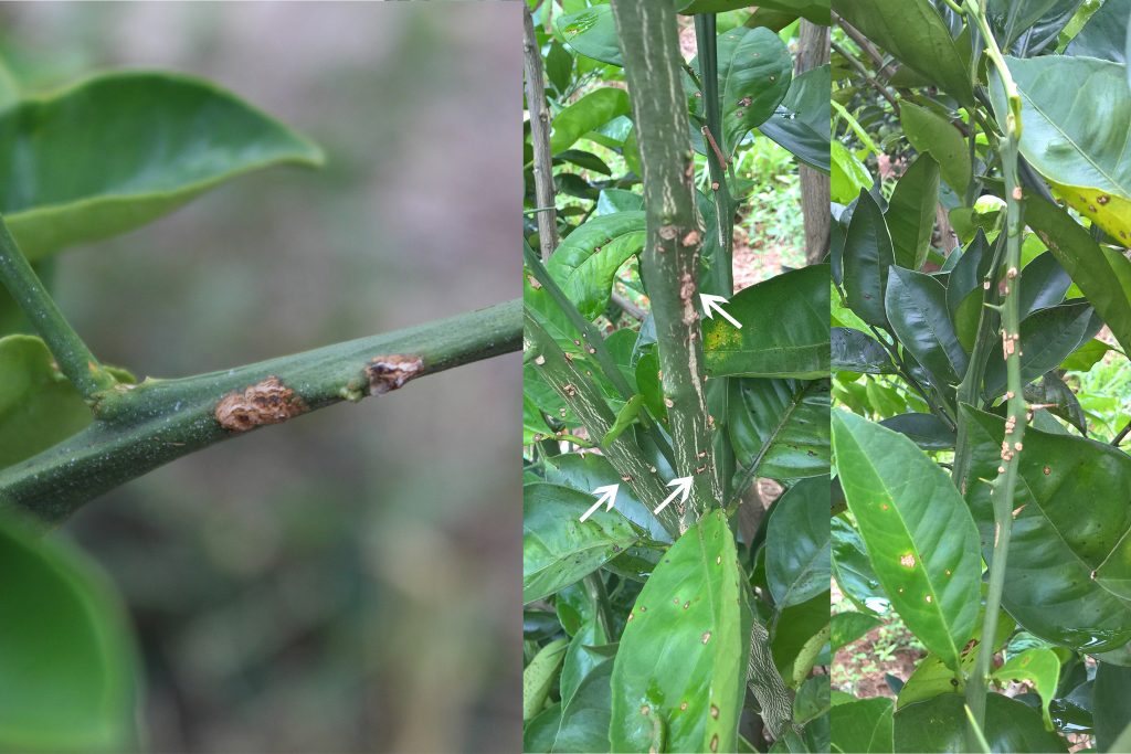 citrus canker