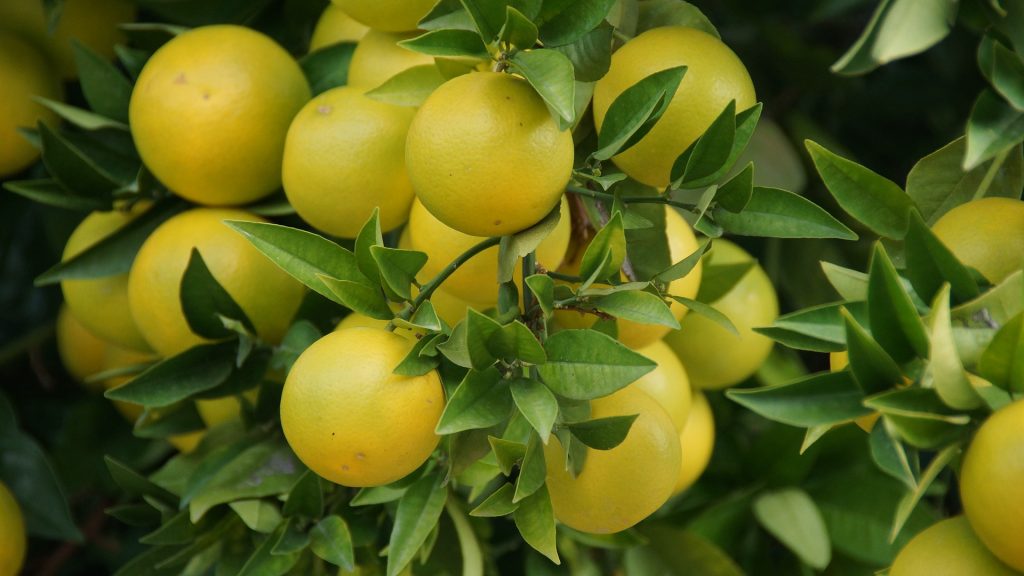 grapefruit