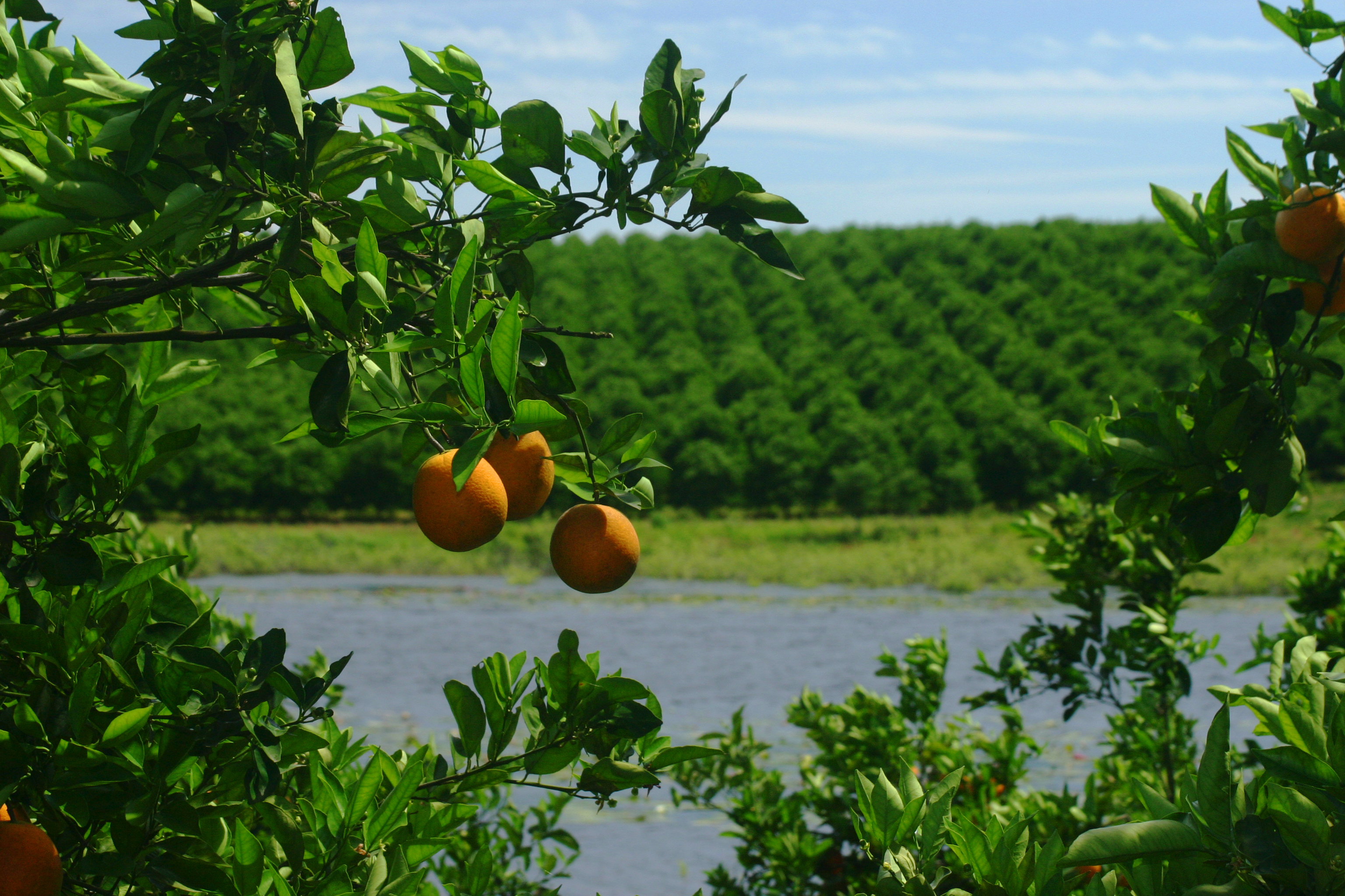 citrus