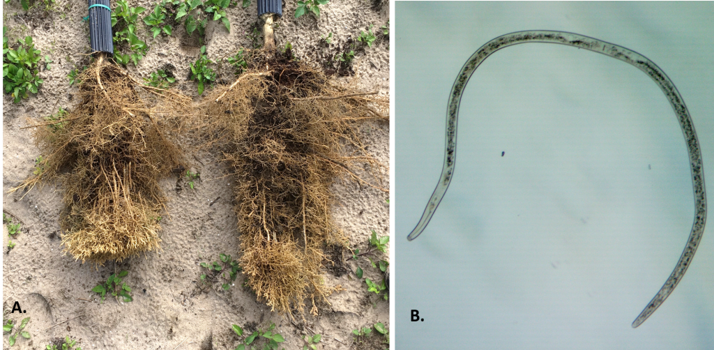 Soil nematodes under scrutiny as DNA separates good guys from bad ones