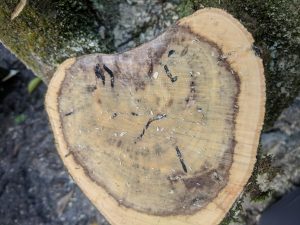 Ambrosia beetle