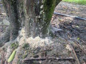 Ambrosia beetle