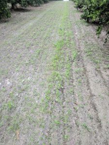 cover crops
