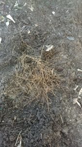 roots