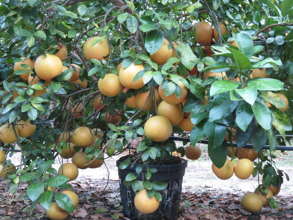 grapefruit