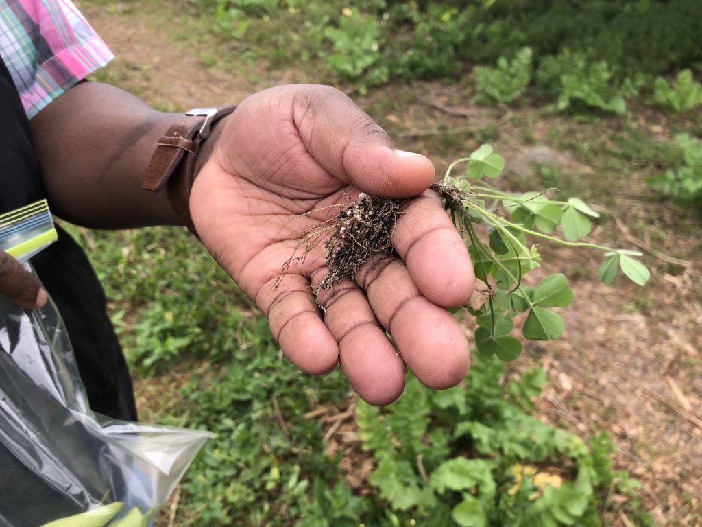 cover crops