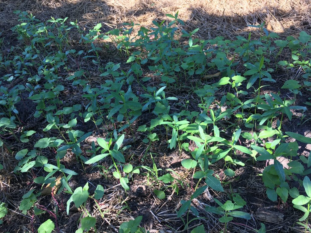 cover crops