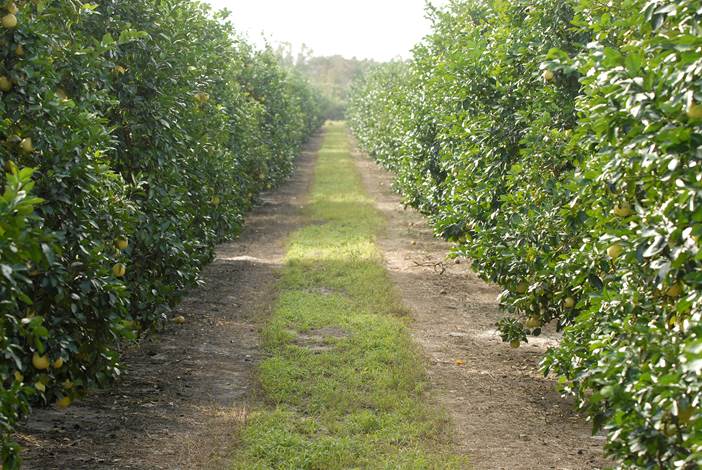 img citrus