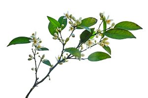 flowering