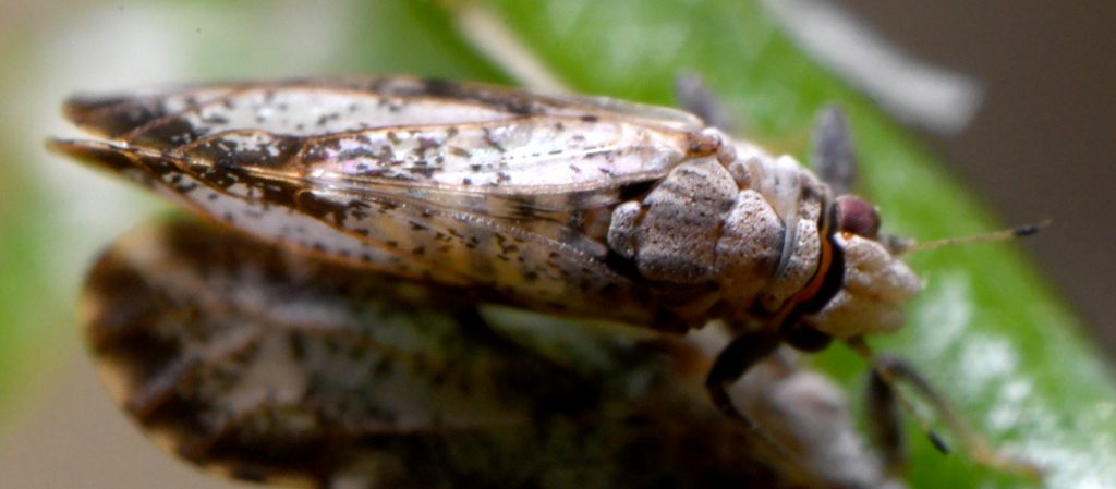 psyllids