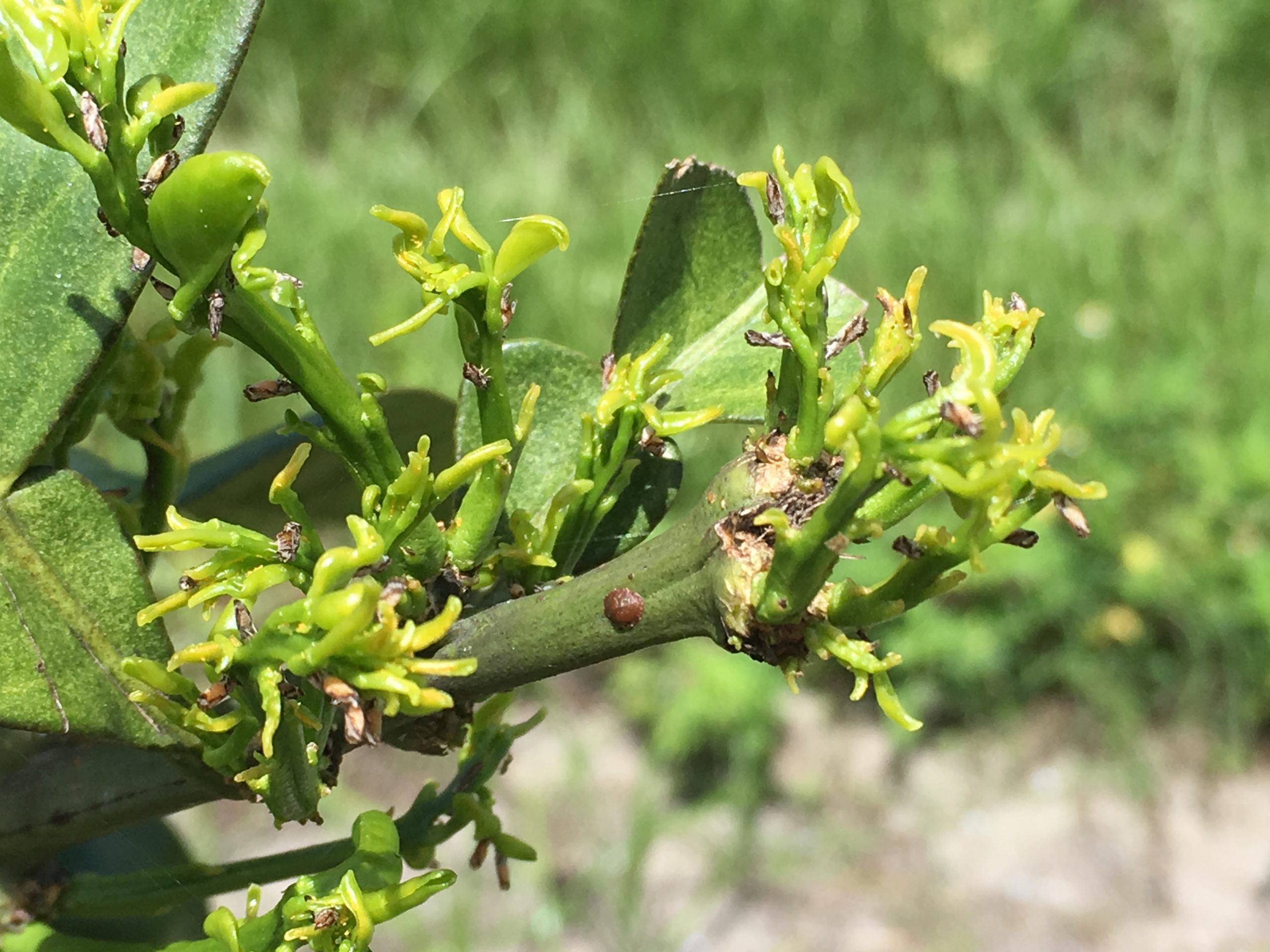 psyllid