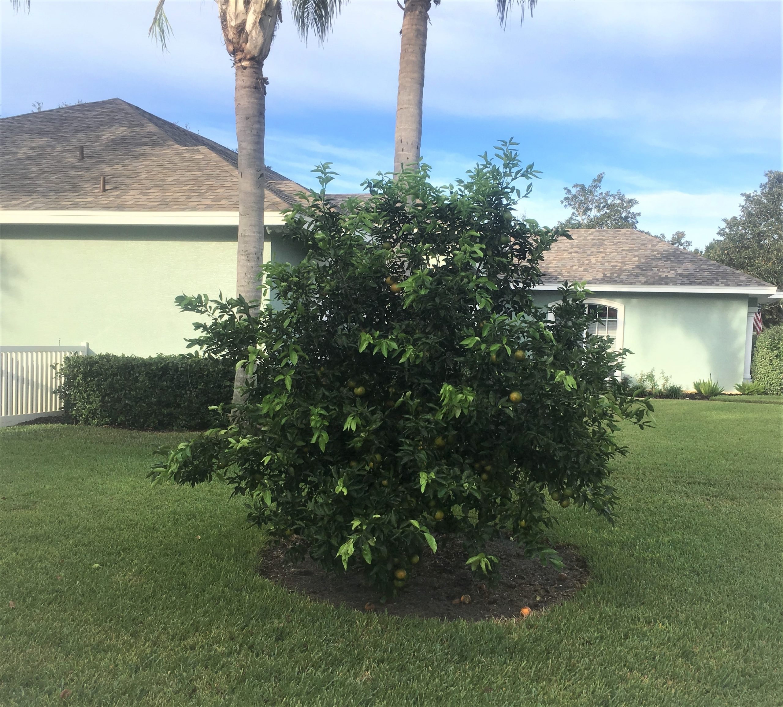 Niche Market and Dooryard Citrus for the HLB World Citrus Industry